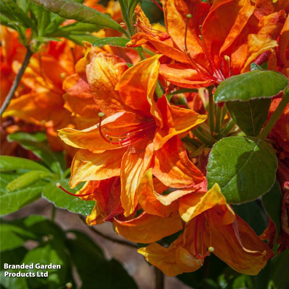 Azalea Gibraltar - View 10 from www redcrocus com