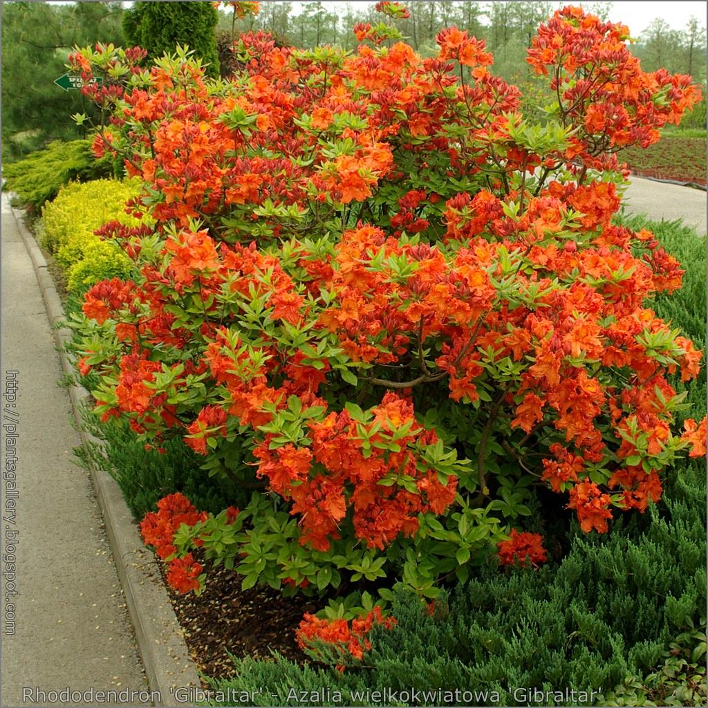 Azalea Gibraltar - View 8 from www redcrocus com