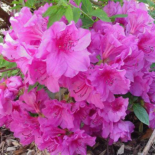 Azalea Herbert - View 1 from www redcrocus com