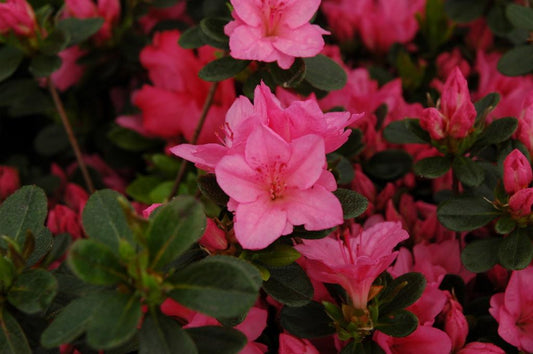 Azalea Tradition - View 1 from www redcrocus com
