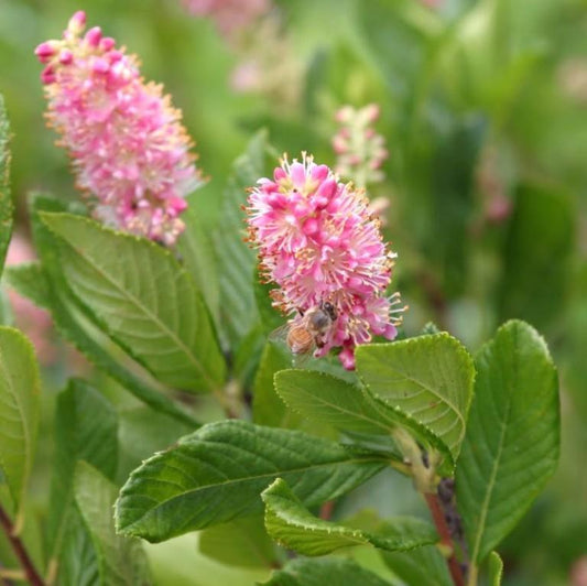 Clethra Alnifolia Ruby Spice - View 10 from www redcrocus com