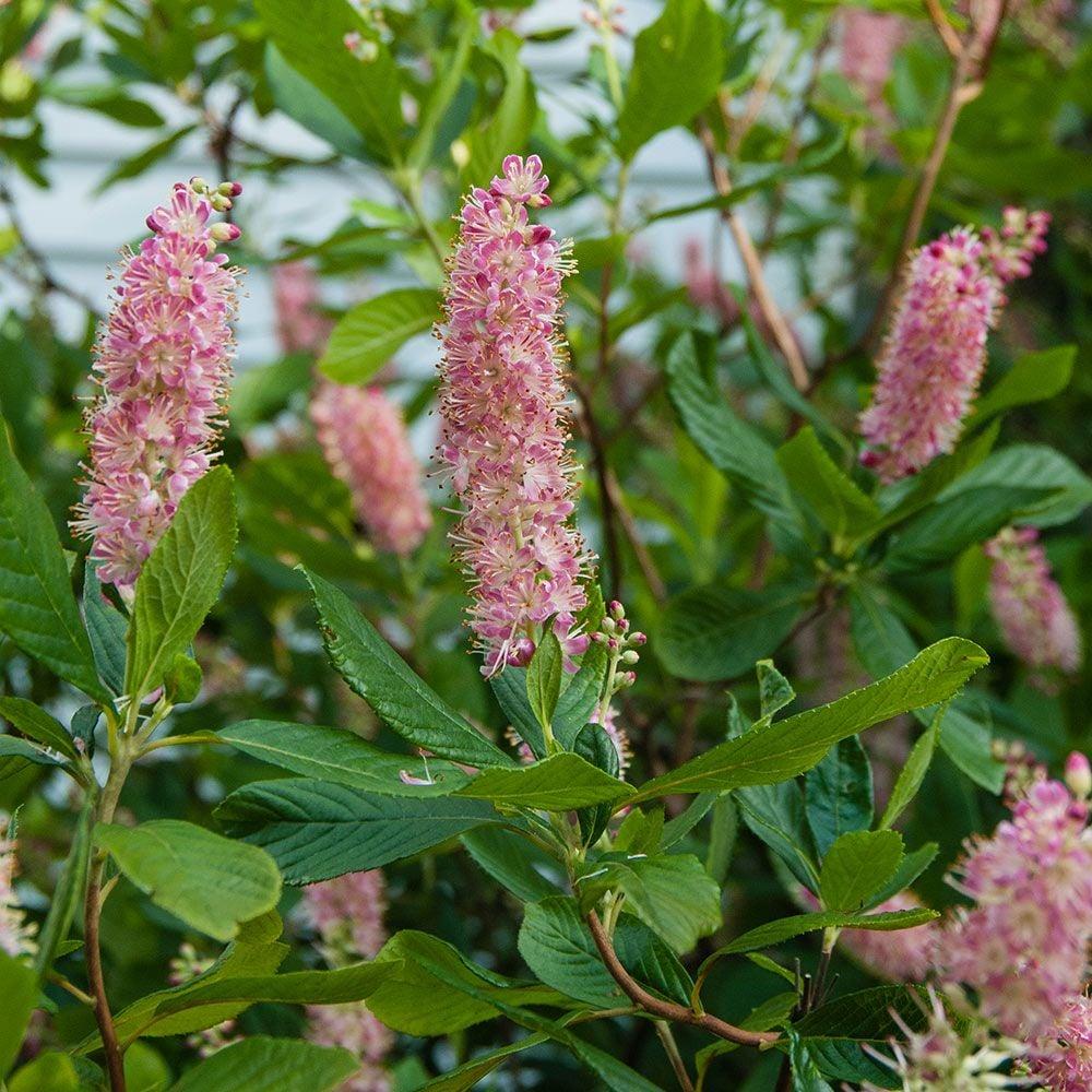 Clethra Alnifolia Ruby Spice - View 20 from www redcrocus com