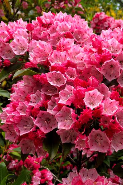Kalmia Latifolia Olympic Fire - View 10 from www redcrocus com