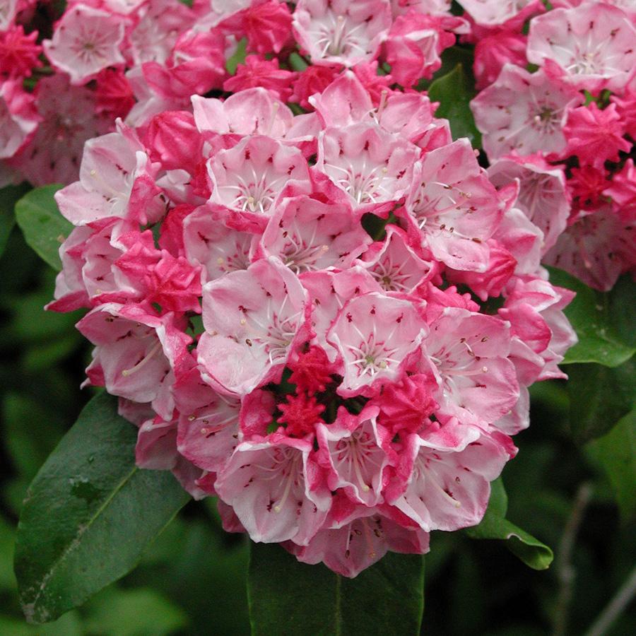Kalmia Latifolia Olympic Fire - View 11 from www redcrocus com