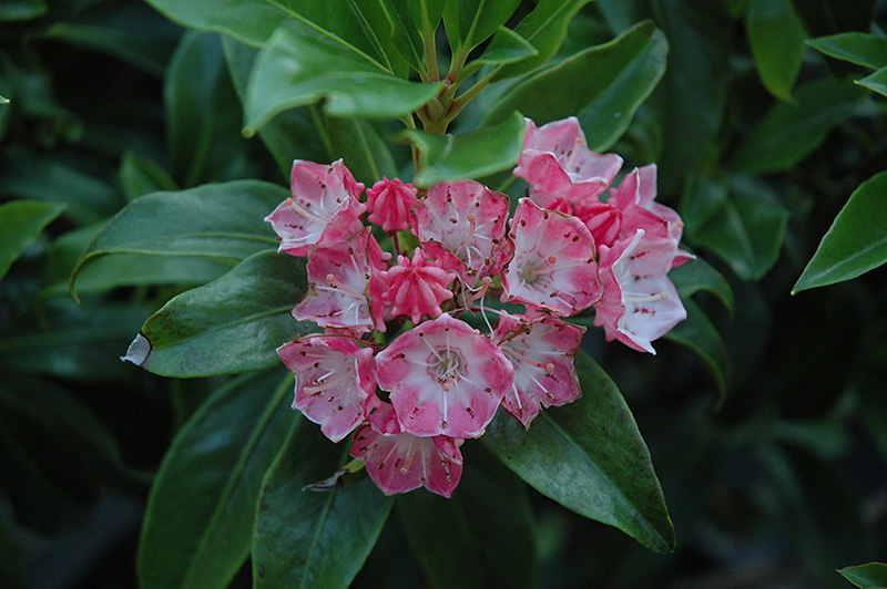 Kalmia Latifolia Olympic Fire - View 13 from www redcrocus com