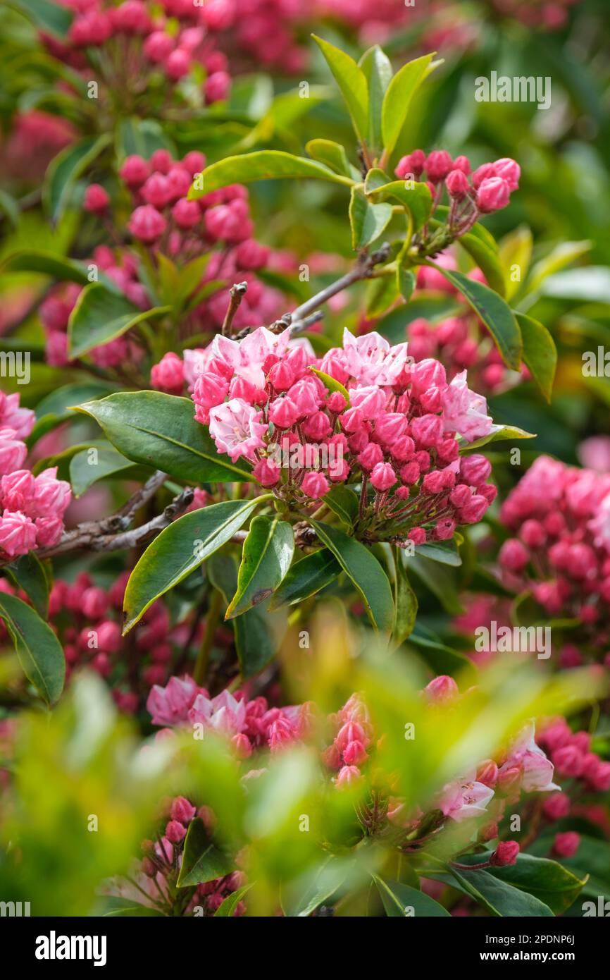 Kalmia Latifolia Olympic Fire - View 13 from www redcrocus com