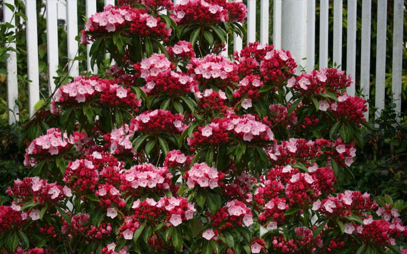 Kalmia Latifolia Olympic Fire - View 14 from www redcrocus com
