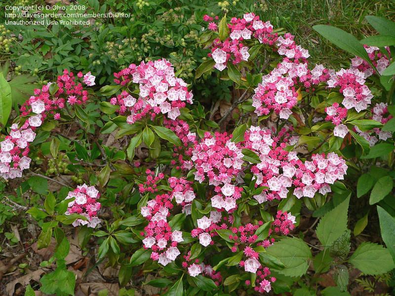 Kalmia Latifolia Olympic Fire - View 16 from www redcrocus com