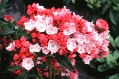 Kalmia Latifolia Olympic Fire - View 17 from www redcrocus com