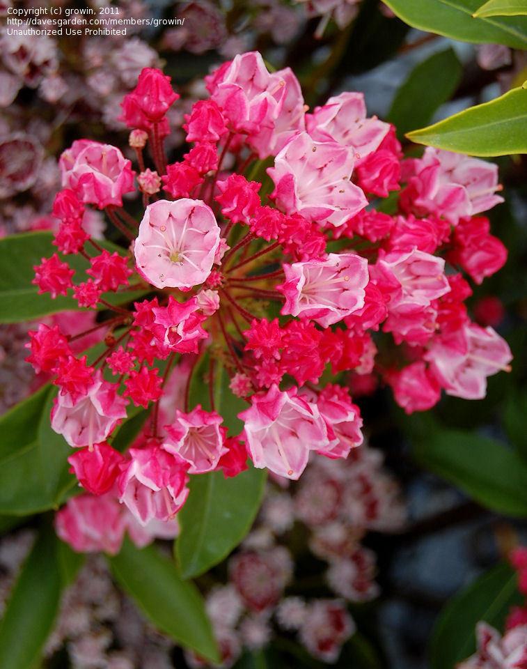 Kalmia Latifolia Olympic Fire - View 18 from www redcrocus com