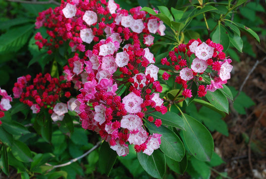 Kalmia Latifolia Olympic Fire - View 1 from www redcrocus com