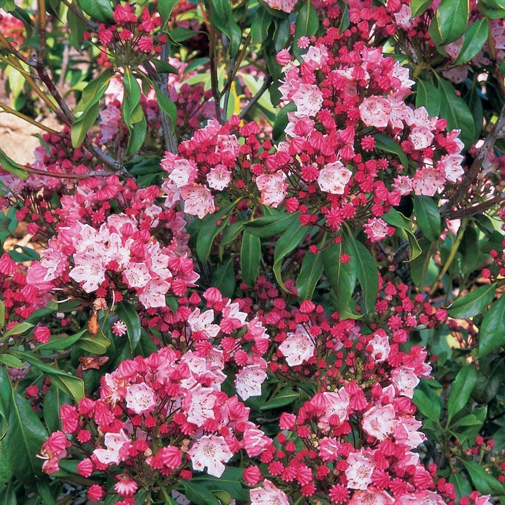 Kalmia Latifolia Olympic Fire - View 3 from www redcrocus com