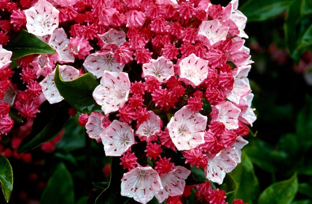 Kalmia Latifolia Olympic Fire - View 4 from www redcrocus com