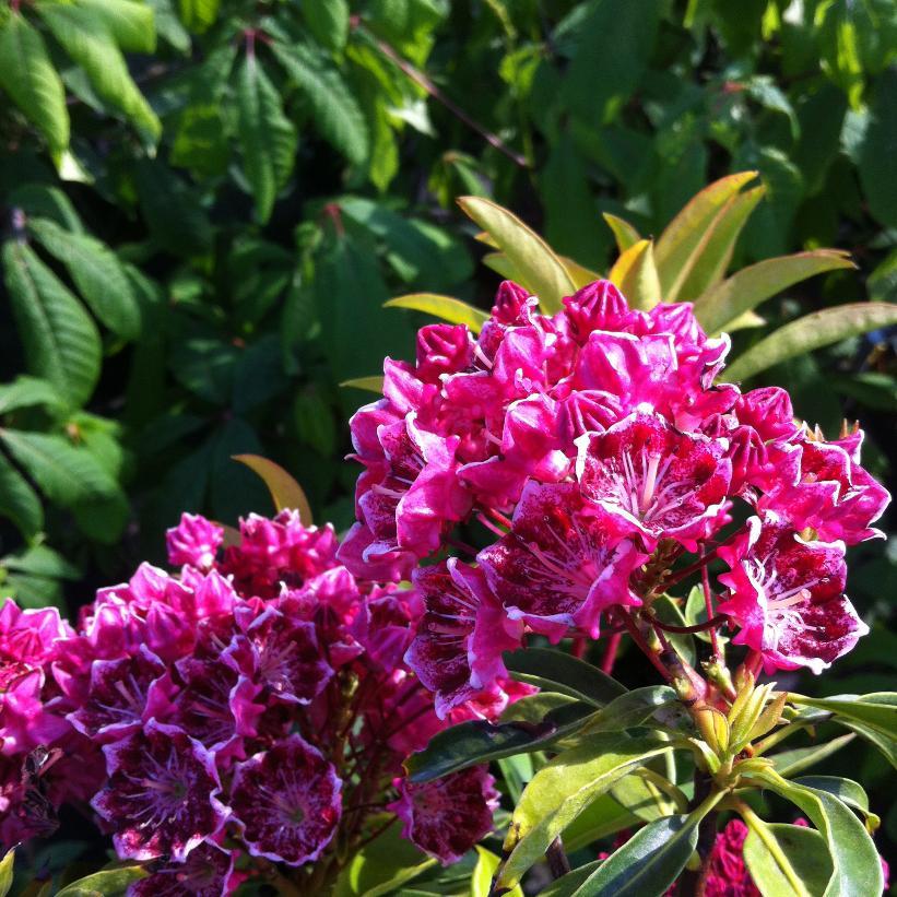 Kalmia Latifolia Olympic Fire - View 5 from www redcrocus com