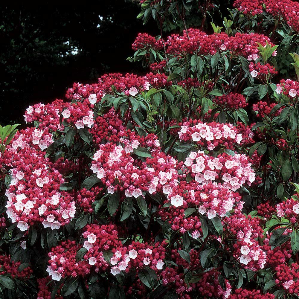 Kalmia Latifolia Olympic Fire - View 6 from www redcrocus com