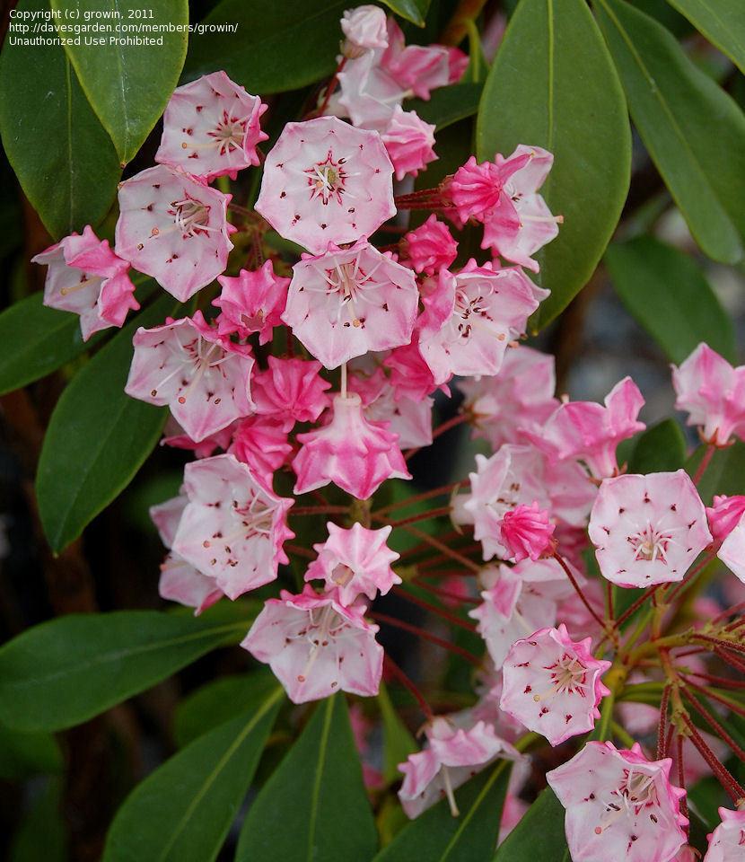 Kalmia Latifolia Olympic Fire - View 7 from www redcrocus com