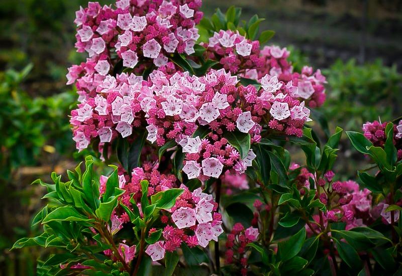 Kalmia Latifolia Olympic Fire - View 9 from www redcrocus com