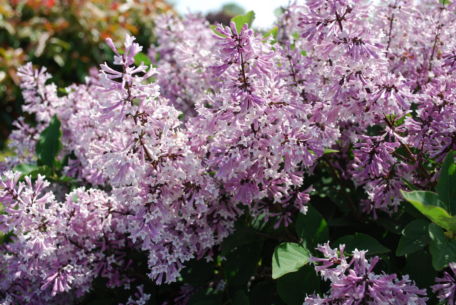 Syringa Patula Miss Kim - View 15 from www redcrocus com