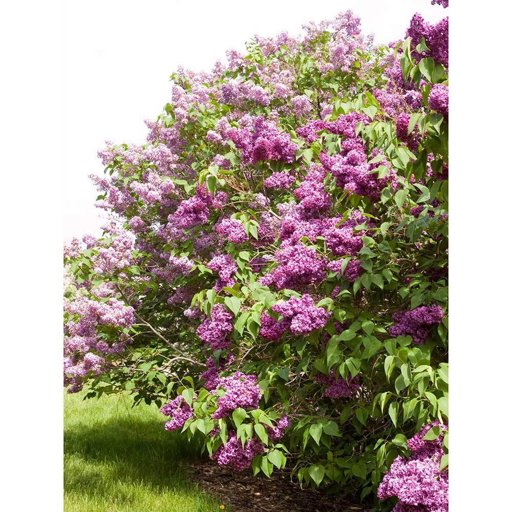 Syringa Vulgaris Monge - View 10 from www redcrocus com