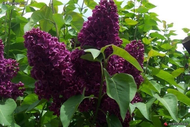 Syringa Vulgaris Monge - View 18 from www redcrocus com