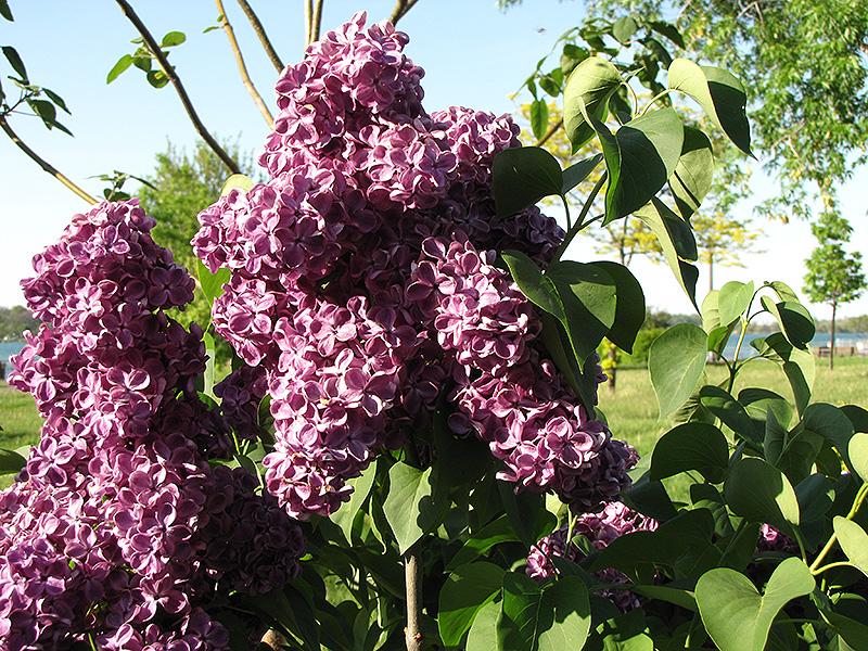 Syringa Vulgaris Monge - View 6 from www redcrocus com