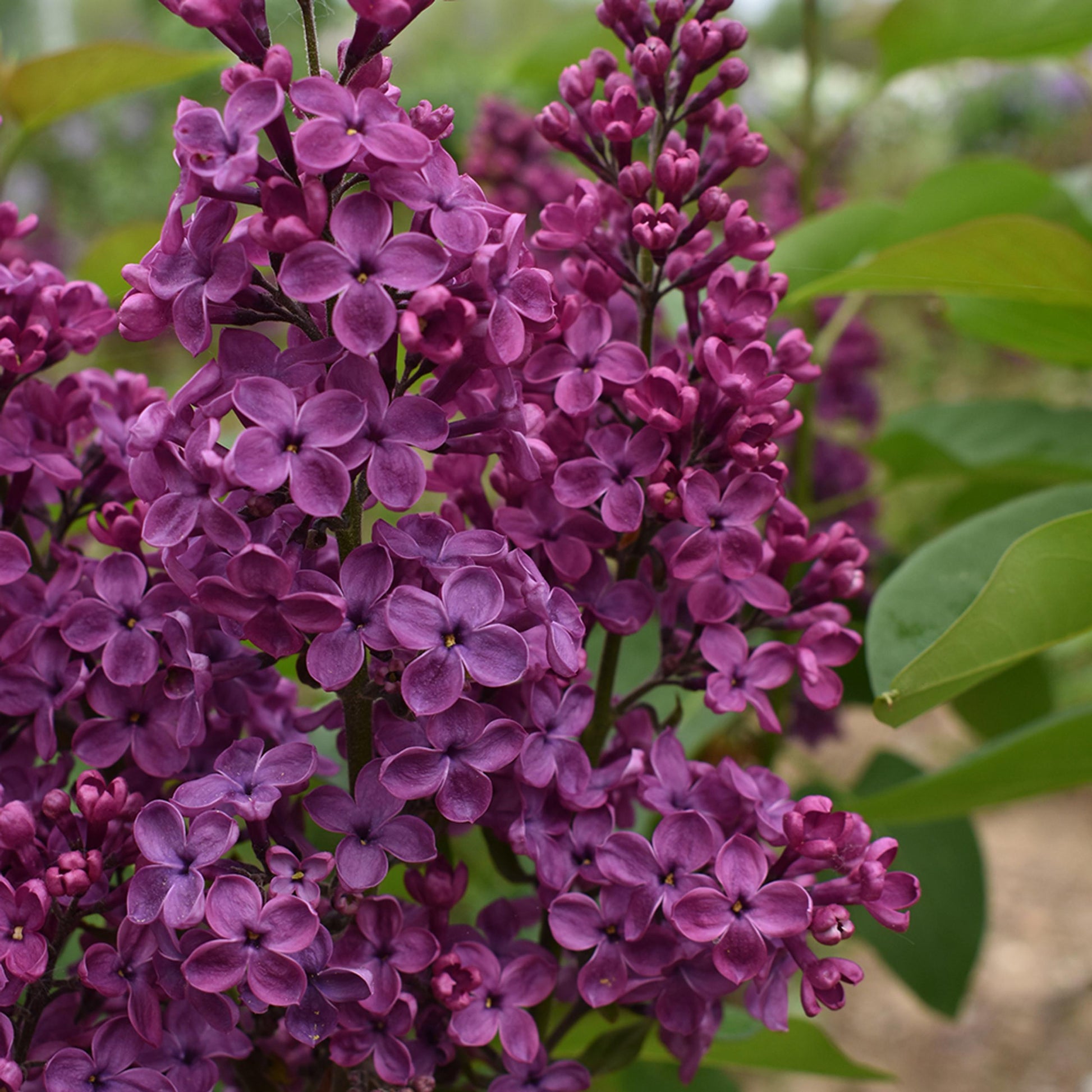 Syringa Vulgaris Monge - View 9 from www redcrocus com