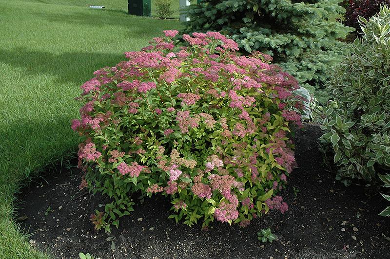 Spirea Bumalda Goldflame - View 10 from www redcrocus com