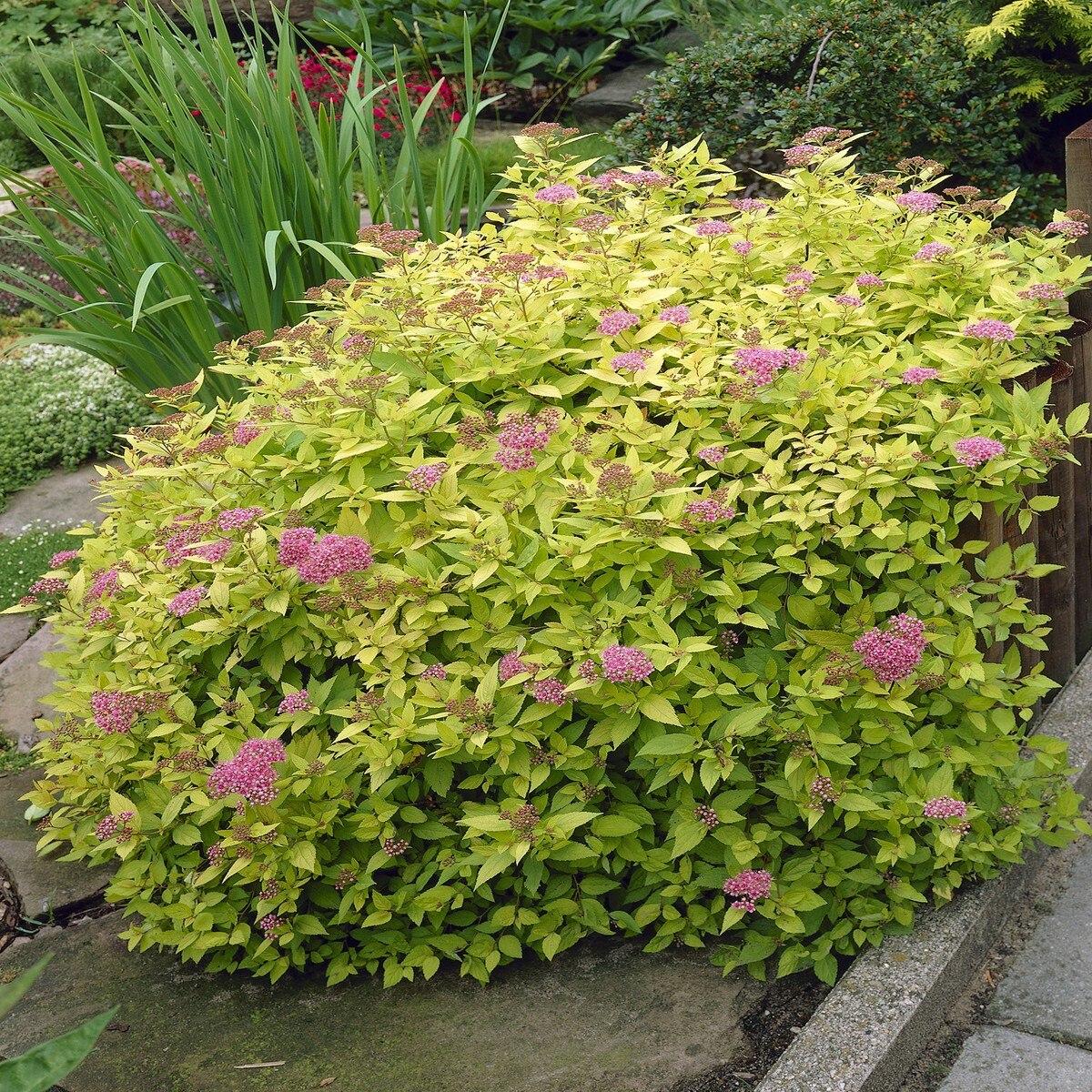 Spirea Bumalda Goldflame - View 11 from www redcrocus com