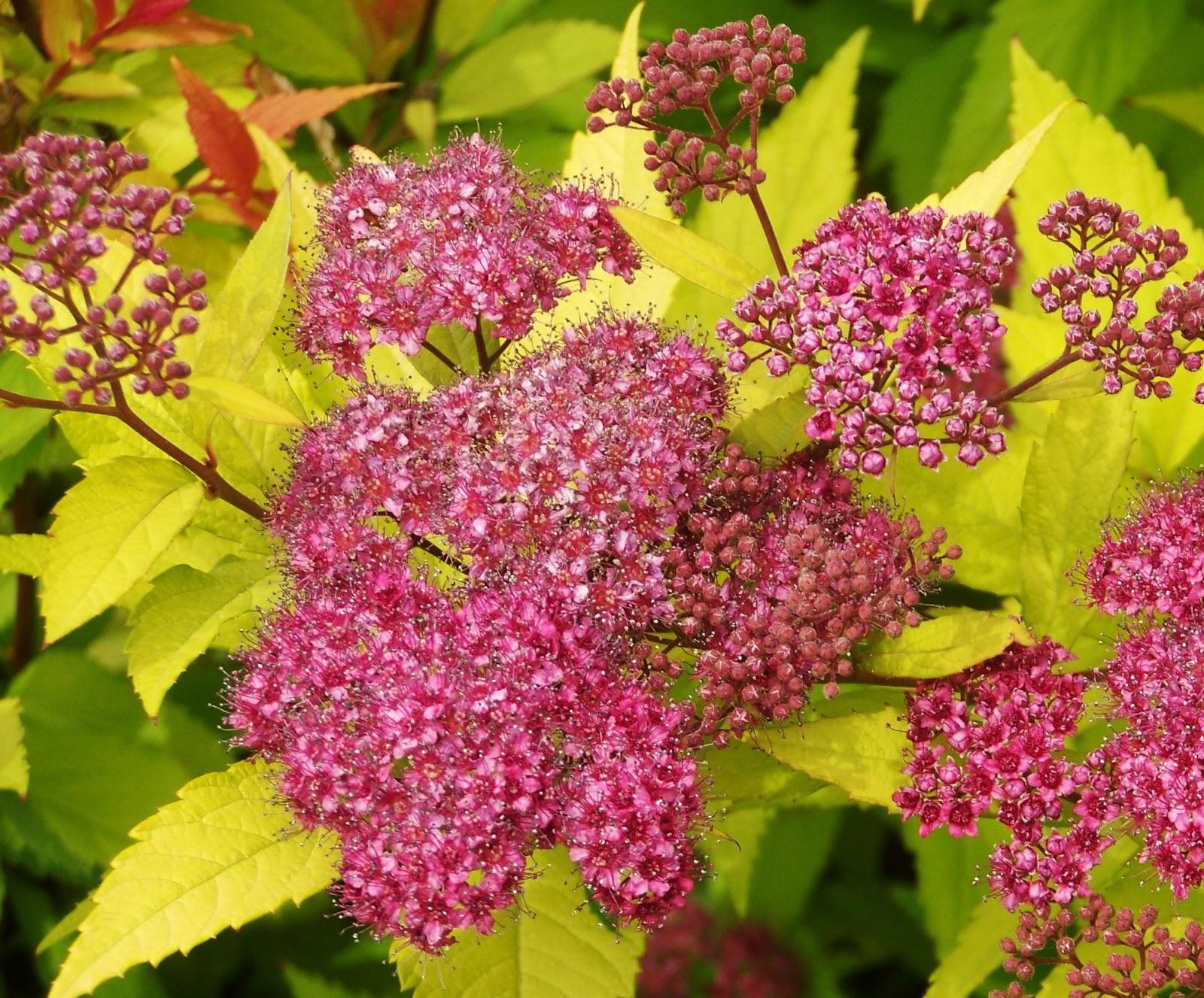 Spirea Bumalda Goldflame - View 12 from www redcrocus com