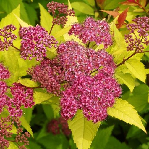 Spirea Bumalda Goldflame - View 13 from www redcrocus com