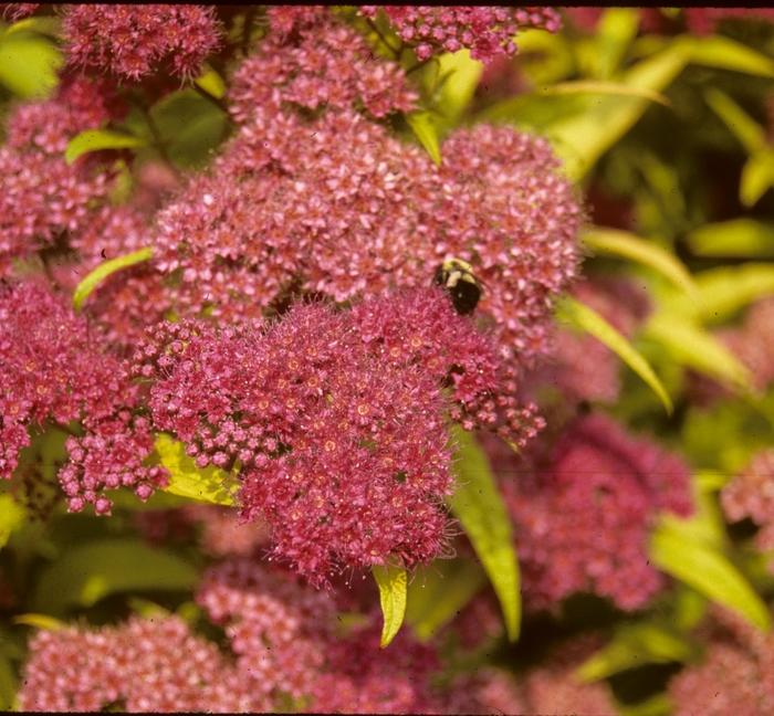 Spirea Bumalda Goldflame - View 14 from www redcrocus com
