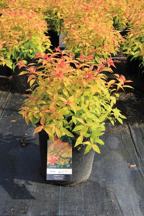 Spirea Bumalda Goldflame - View 15 from www redcrocus com