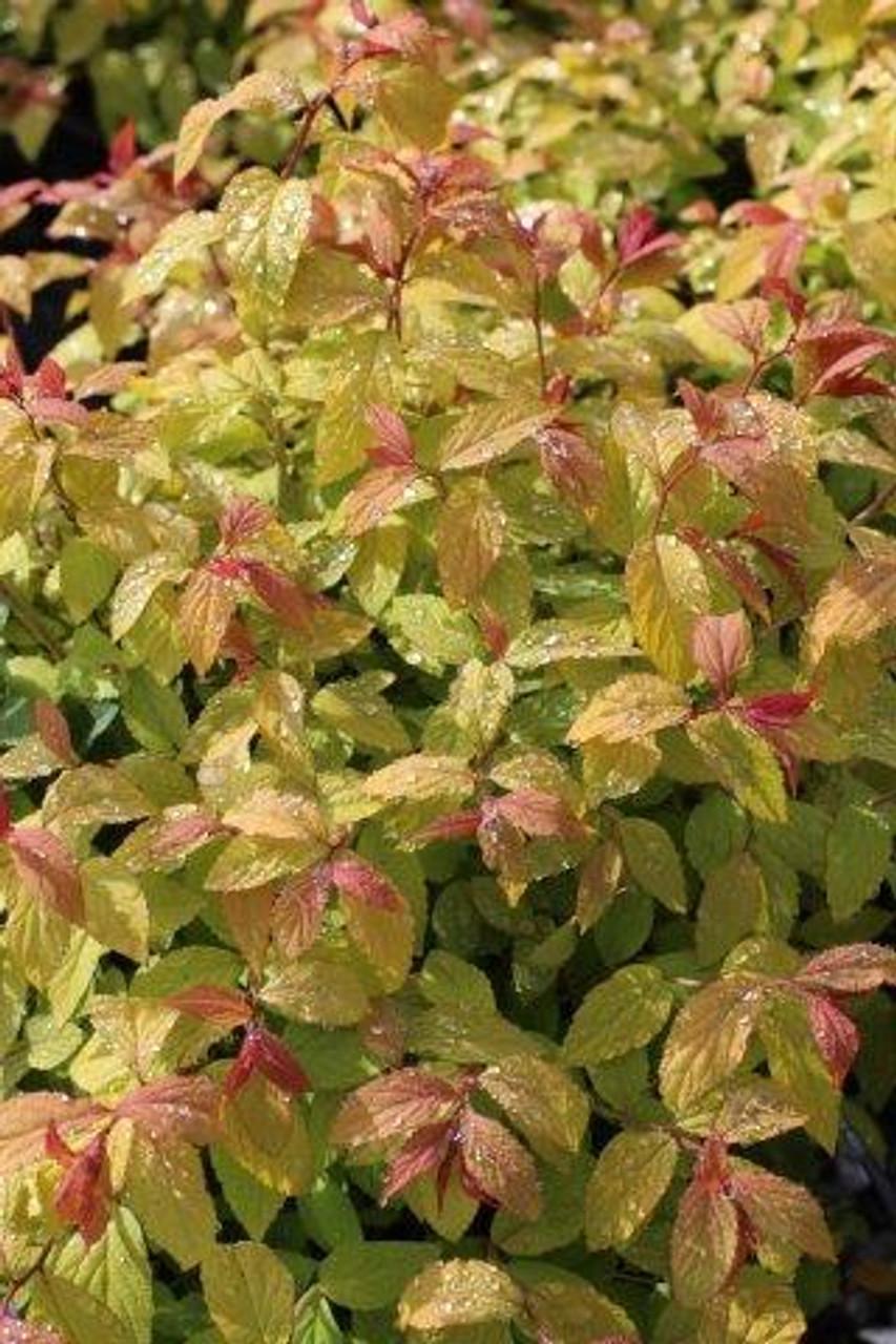 Spirea Bumalda Goldflame - View 16 from www redcrocus com