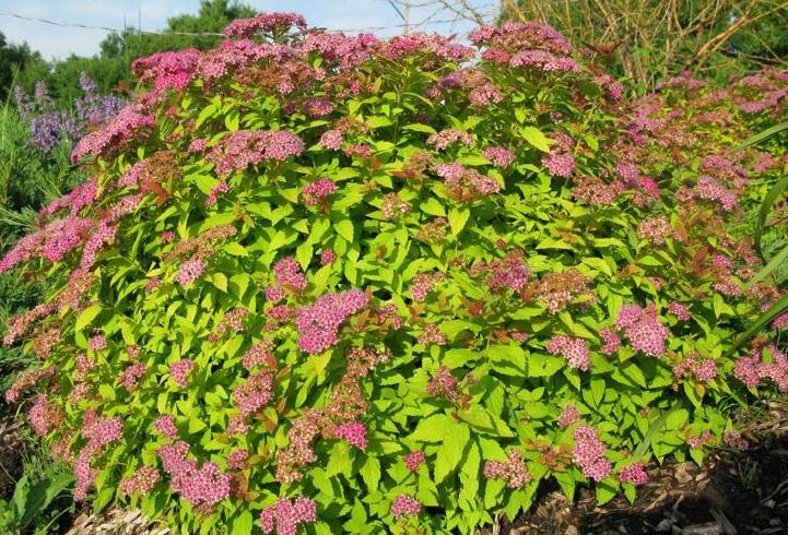 Spirea Bumalda Goldflame - View 17 from www redcrocus com