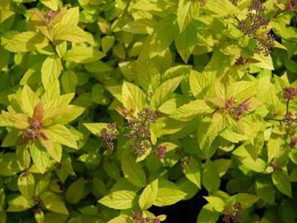 Spirea Bumalda Goldflame - View 18 from www redcrocus com