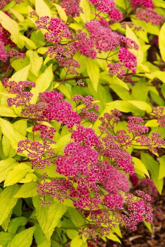 Spirea Bumalda Goldflame - View 1 from www redcrocus com