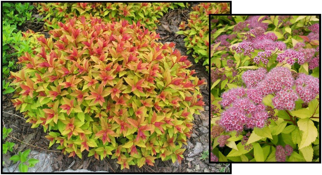 Spirea Bumalda Goldflame - View 2 from www redcrocus com