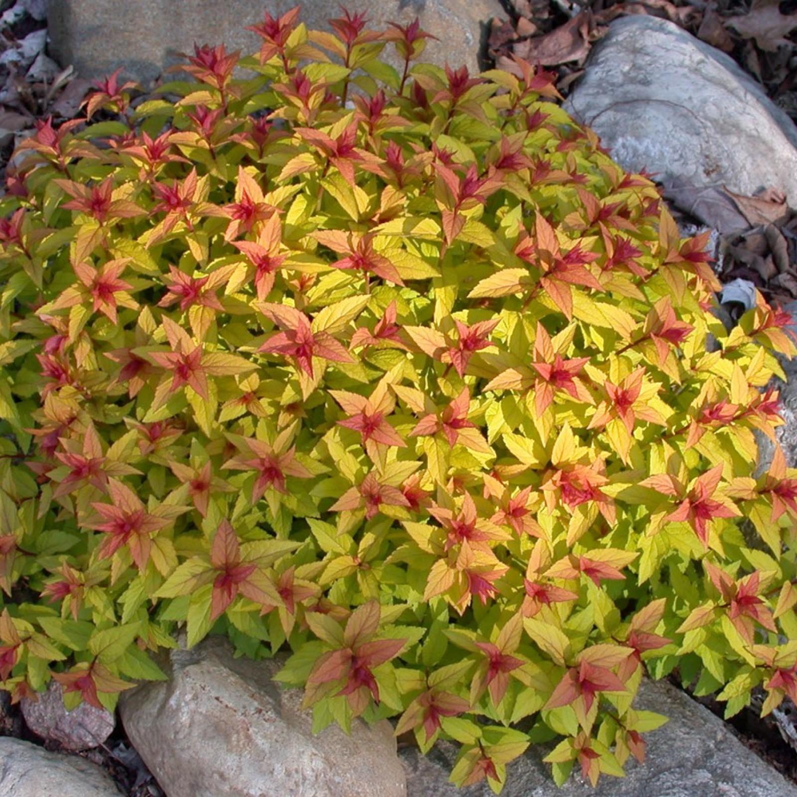 Spirea Bumalda Goldflame - View 4 from www redcrocus com
