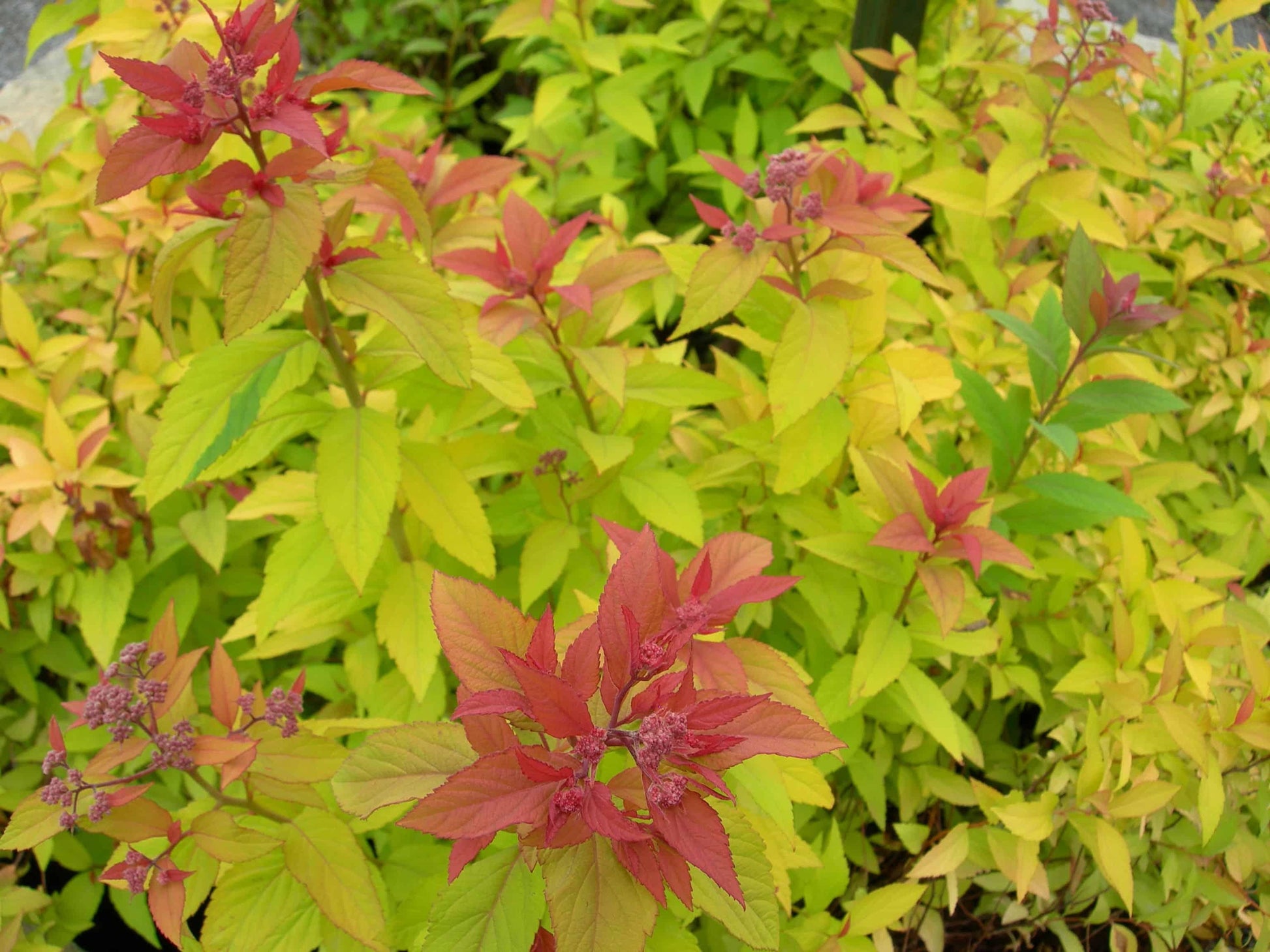 Spirea Bumalda Goldflame - View 5 from www redcrocus com