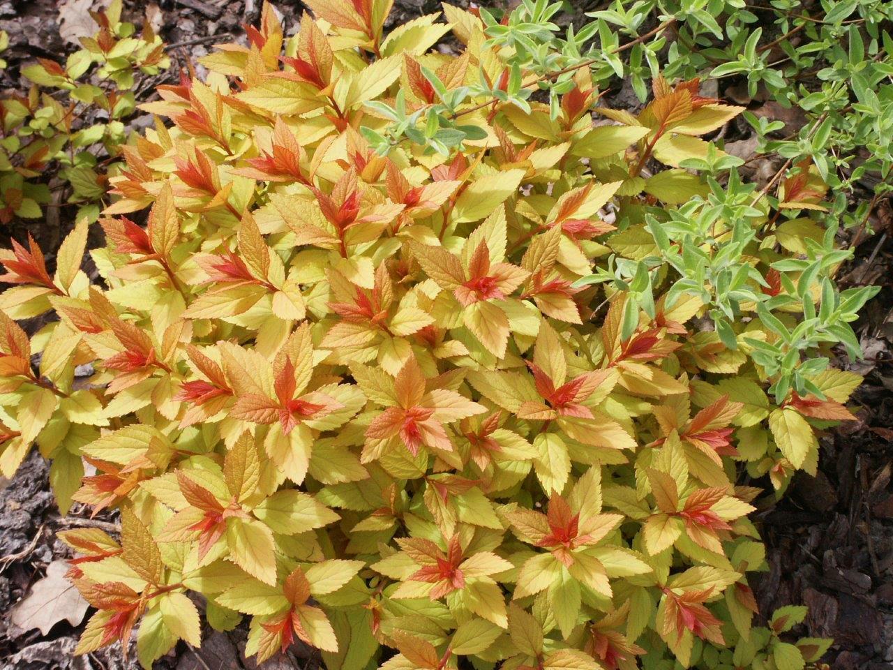 Spirea Bumalda Goldflame - View 6 from www redcrocus com