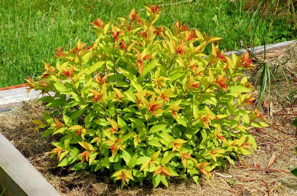 Spirea Bumalda Goldflame - View 7 from www redcrocus com