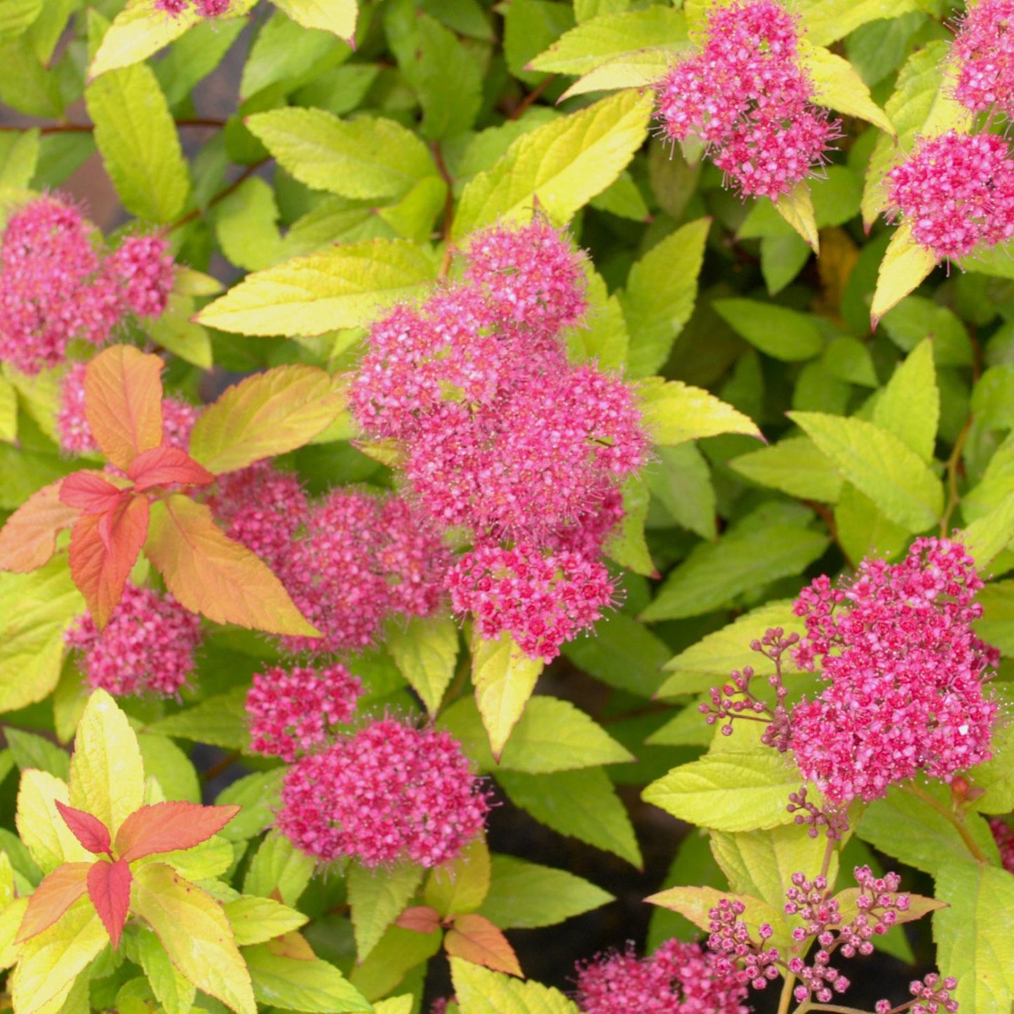 Spirea Bumalda Goldflame - View 8 from www redcrocus com
