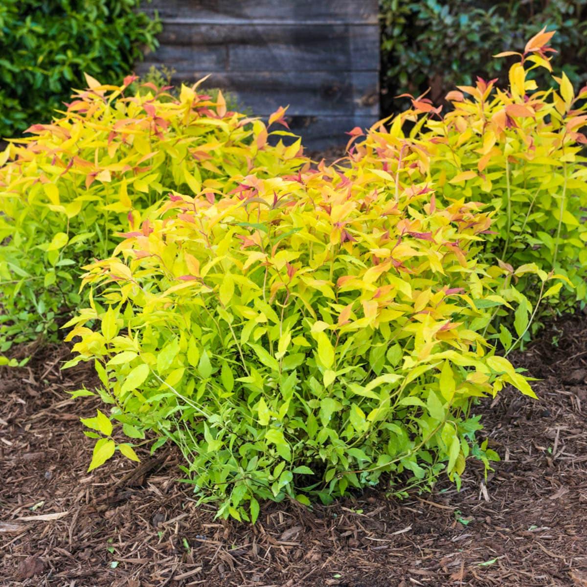 Spirea Bumalda Goldflame - View 9 from www redcrocus com