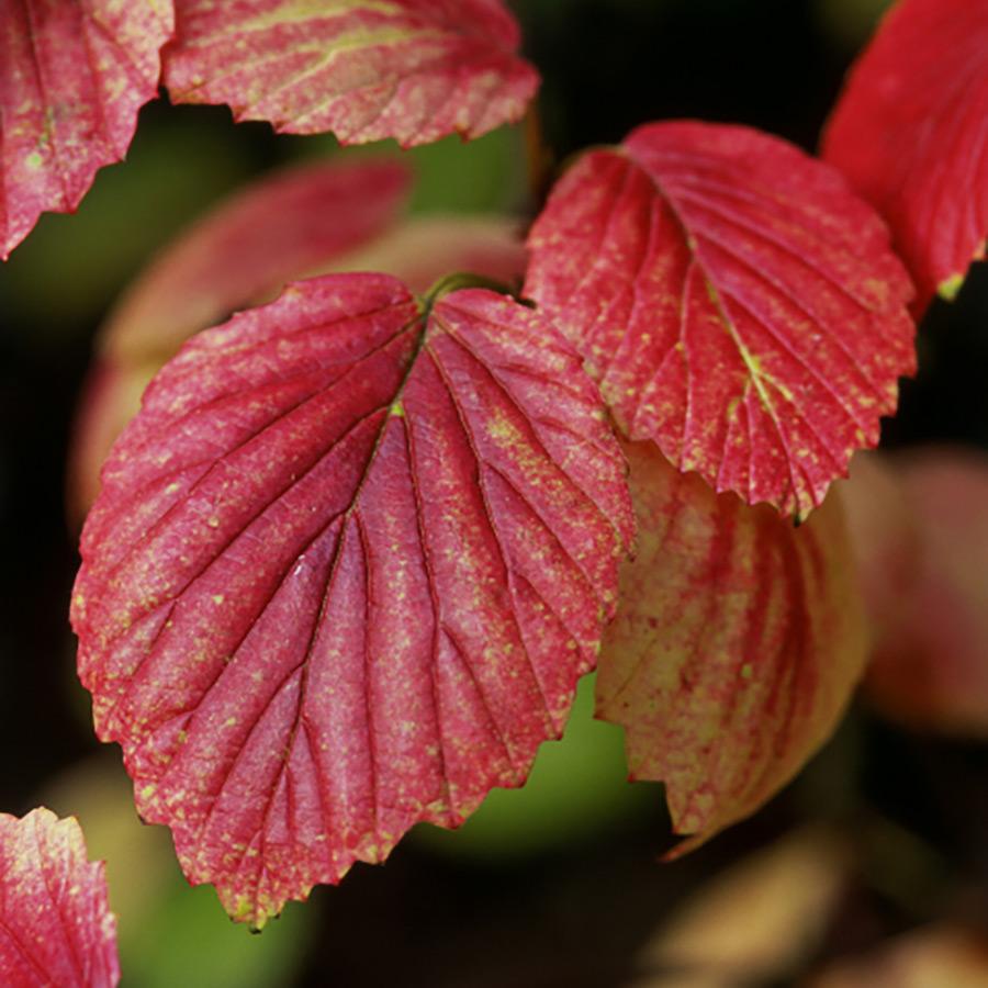 Viburnum Dentatum Chicago Lustre - View 13 from www redcrocus com
