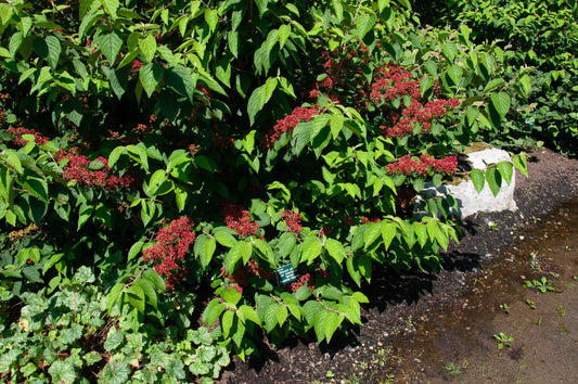 Viburnum Plicatum Var  Tomentosum Mariesii - View 10 from www redcrocus com