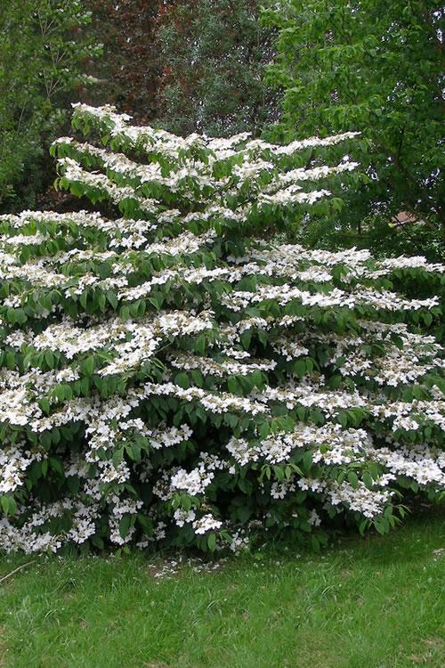 Viburnum Plicatum Var  Tomentosum Mariesii - View 15 from www redcrocus com