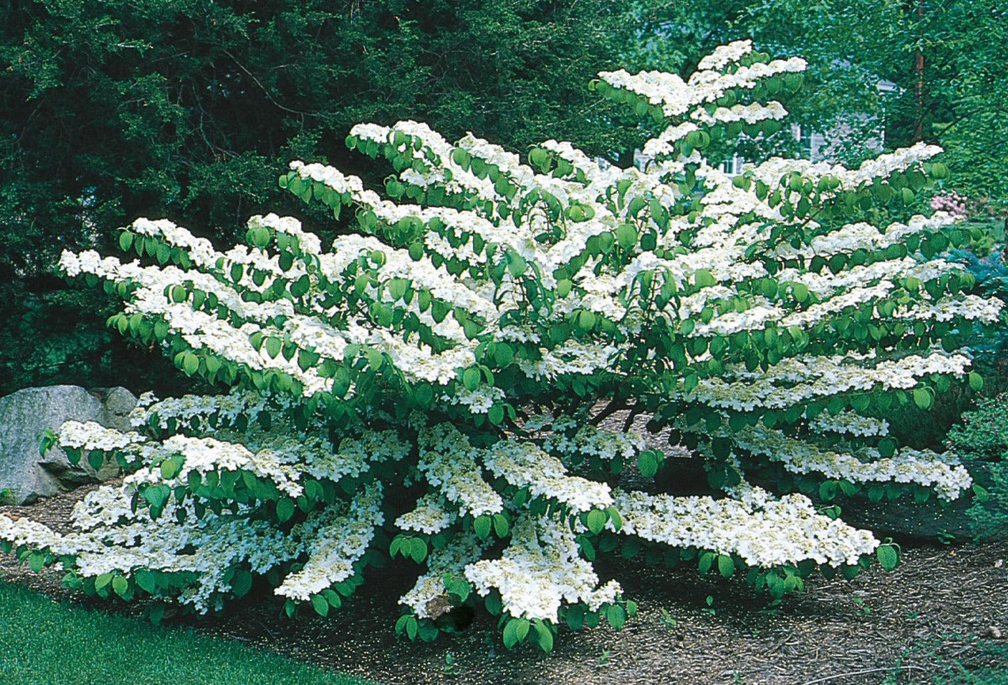 Viburnum Plicatum Var  Tomentosum Shasta - View 13 from www redcrocus com