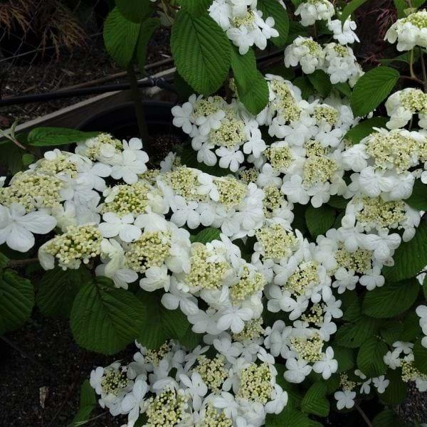 Viburnum Plicatum Var  Tomentosum Shasta - View 16 from www redcrocus com