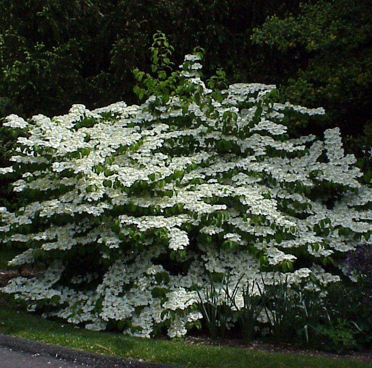 Viburnum Plicatum Var  Tomentosum Shasta - View 1 from www redcrocus com