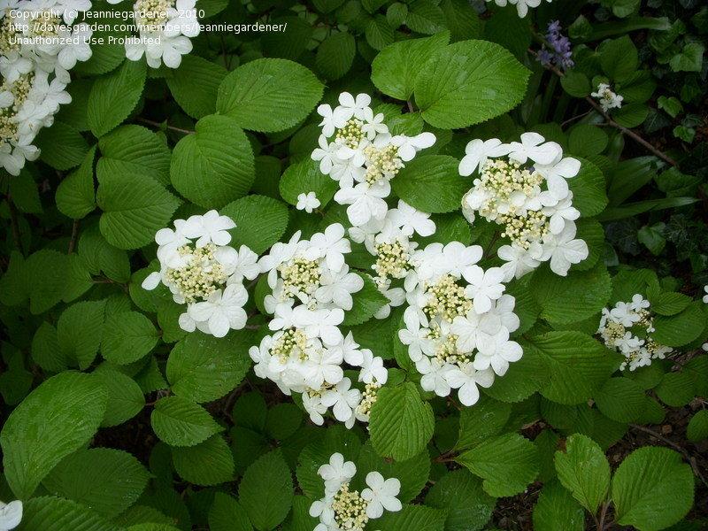 Viburnum Plicatum Var  Tomentosum Shasta - View 3 from www redcrocus com